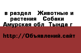  в раздел : Животные и растения » Собаки . Амурская обл.,Тында г.